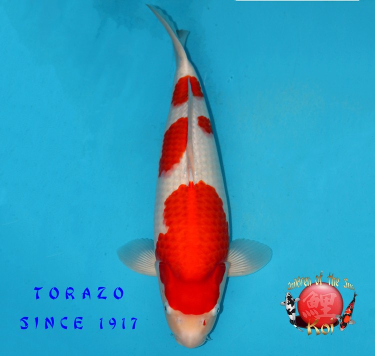 Torazo Nisai Kohaku 221 1