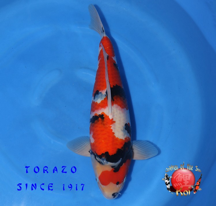 Torazo Nisai Showa 321 1