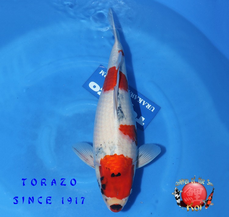 Torazo Nisai Showa 521 1