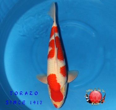 Torazo Nisai Kohaku 321