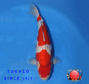 Torazo Nisai Sanke 121